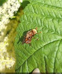 Attēlu rezultāti vaicājumam “Fuligo licentii”