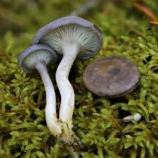 Attēlu rezultāti vaicājumam “Cantharellula umbonata”