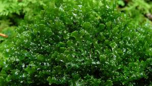 Attēlu rezultāti vaicājumam “Riccardia multifida”