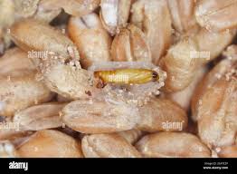 Attēlu rezultāti vaicājumam “Plodia interpunctella”