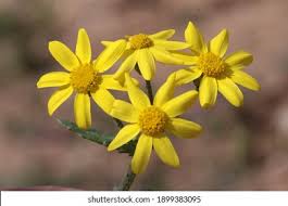 Attēlu rezultāti vaicājumam “Senecio vernalis bud”