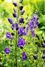 Attēlu rezultāti vaicājumam “Aconitum napellus bud”