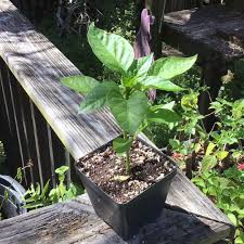 Afbeeldingsresultaat voor california wonder 300 sweet pepper