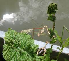 Attēlu rezultāti vaicājumam “Thecabius affinis nymph”