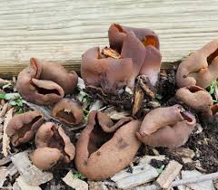 Attēlu rezultāti vaicājumam “Peziza badia”