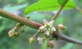 Attēlu rezultāti vaicājumam “Frangula alnus flower”