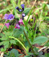 Attēlu rezultāti vaicājumam “Pulmonaria obscura leaf”