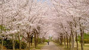 Attēlu rezultāti vaicājumam “Cerasus”