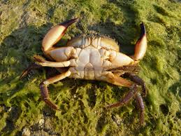 Image result for Eriphia verrucosa