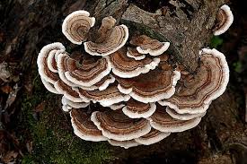 Attēlu rezultāti vaicājumam “Trametes ochracea”