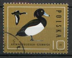 Image result for Aythya fuligula