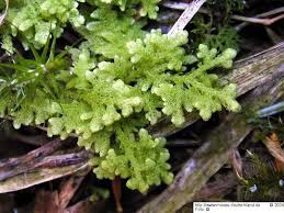 Attēlu rezultāti vaicājumam “Trichocolea tomentella”