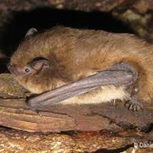 Attēlu rezultāti vaicājumam “Pipistrellus nathusii”