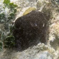 Attēlu rezultāti vaicājumam “Spongia”