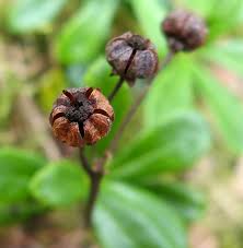 Attēlu rezultāti vaicājumam “Oenothera rubricauli bud”