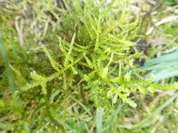 Attēlu rezultāti vaicājumam “Eurhynchium angustirete sporophyte”