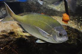 Image result for Pachymetopon grande