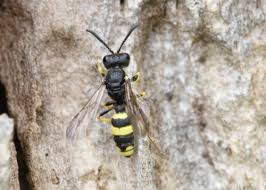Attēlu rezultāti vaicājumam “Crabronidae”