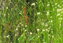 Attēlu rezultāti vaicājumam “Rhynchospora alba fruit”