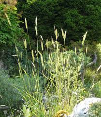 Attēlu rezultāti vaicājumam “Hordelymus europaeus”