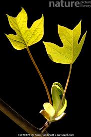 Attēlu rezultāti vaicājumam “Liriodendron tulipifera leaf”