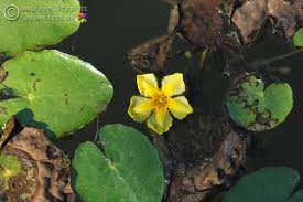 Image result for Seekanne