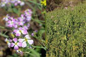 Attēlu rezultāti vaicājumam “Raphanus sativus flower”