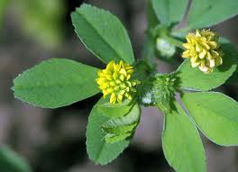 Attēlu rezultāti vaicājumam “Medicago lupulina”