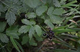 Image result for Christophskraut