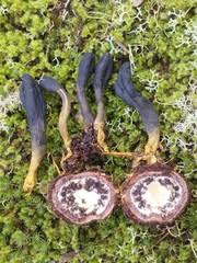 Attēlu rezultāti vaicājumam “Cordyceps ophioglossoides”