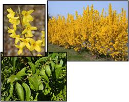 Attēlu rezultāti vaicājumam “Forsythia intermedia flower”