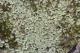 Attēlu rezultāti vaicājumam “Cladonia caespiticia”