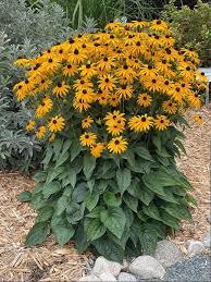 Image result for Rudbeckia