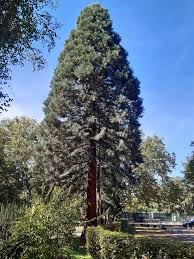 Image result for Mammutbaum