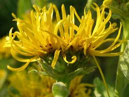 Image result for Inula helenium