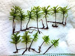 Attēlu rezultāti vaicājumam “Climacium dendroides sporophyte”