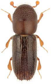 Attēlu rezultāti vaicājumam “Scolytidae”