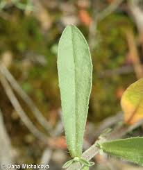 Attēlu rezultāti vaicājumam “Berteroa incana leaf”