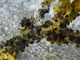 Attēlu rezultāti vaicājumam “Xanthoriicola physciae”