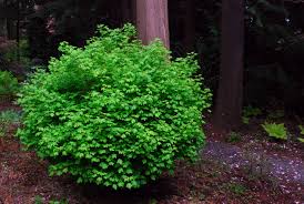 Attēlu rezultāti vaicājumam “Acer campestre”