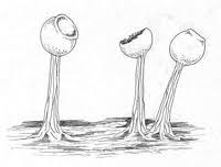 Attēlu rezultāti vaicājumam “Licea pusilla sessile”