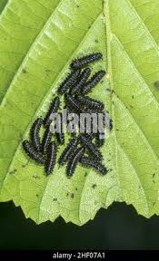 Attēlu rezultāti vaicājumam “Agelastica alni larva”