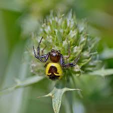 Attēlu rezultāti vaicājumam “Diderma globosum”