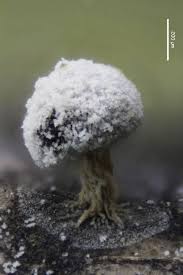 Attēlu rezultāti vaicājumam “Didymium xanthopus spores”