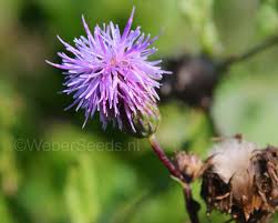 Attēlu rezultāti vaicājumam “Cirsium arvense flower”