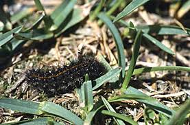 Attēlu rezultāti vaicājumam “Spiris striata”