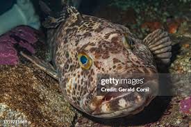 Image result for Ophiodon elongatus