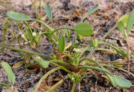 Attēlu rezultāti vaicājumam “Limosella aquatica”