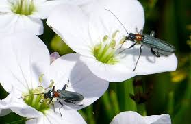 Attēlu rezultāti vaicājumam “Oedemera croceicollis”