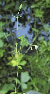 Attēlu rezultāti vaicājumam “Stellaria crassifolia”